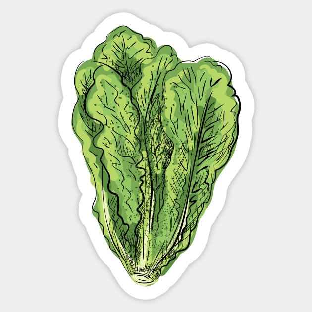 Roamine Lettuce Lettuce Sticker TeePublic